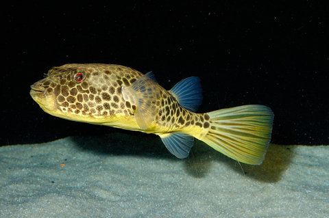 Tetraodon duboisi Adult.jpg