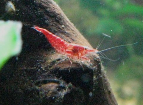 cherry shrimp 01.jpg