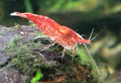 cherry shrimp 02.jpg