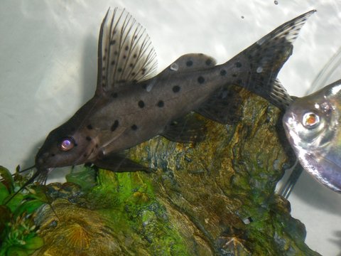 pochahontas 1 synodontis euptera.jpg