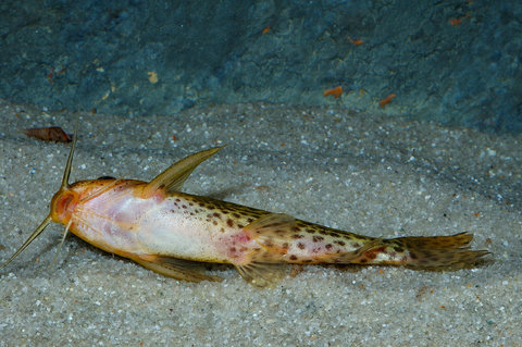 Synodontis sp B belly Lufubu River NE Zambia.jpg