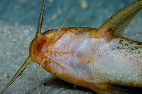 Synodontis sp B mouth Lufubu River Zambia.jpg