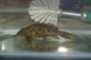 Synodontis sp.1.JPG