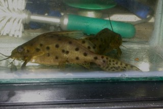 Synodontis sp.2.JPG