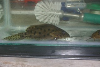 Synodontis sp.3.JPG