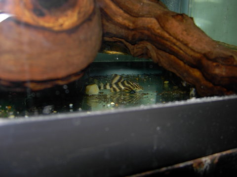 plecos 048.jpg