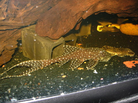 plecos 012.jpg