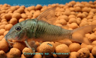 Corydora Andreas.jpg