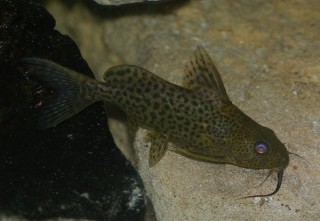 Synodontis sp.jpg