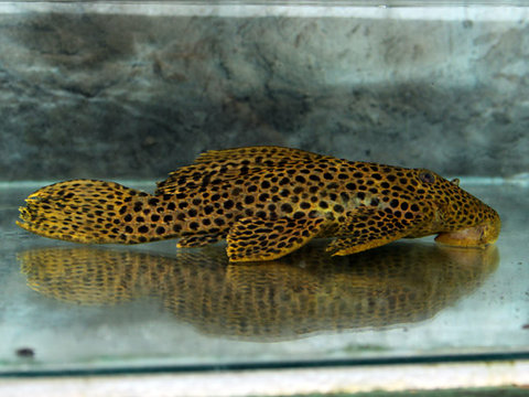 L234_M_cf_parananus_20cm.jpg