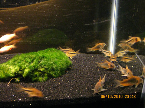 Corydoras Mixed For Sale.jpg