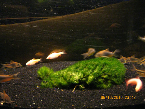 Corydoras Mixed For Sale 2.jpg