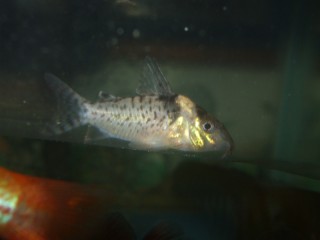 C. delphax? floating in his new home. Note: longer snout and black extends to the tip of the dorsal fin.