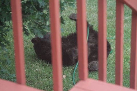 Bear (cub?) playing with sprinkler hose