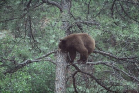 Bear in tree