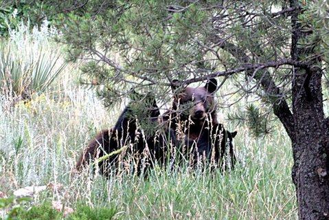 Black bear with two cubs