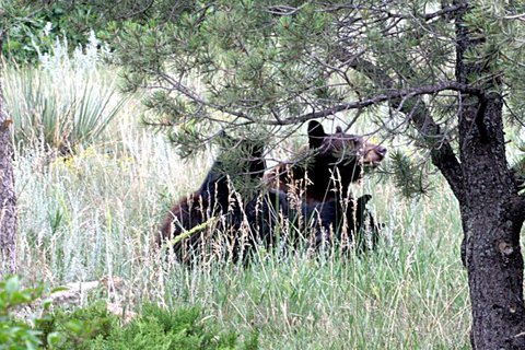 Black bear with two cubs