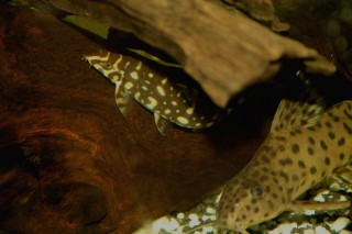 Polkadot loach and hybrid syno