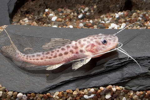 CATFISH SCIADES/RED TAIL HYBRI D REG, Perrunichthys perruno x phractocephalus hemiolopterus