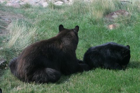 Mother bear with cub