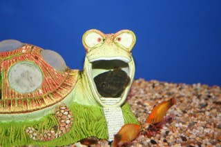 A pleco takes refuge in a ceramic turtles mouth!