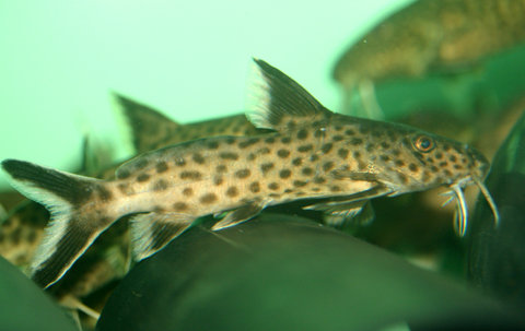 synodontis_sp3.jpg