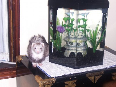 pic of Miss Ruby Jean next to 1st. 5 gal hex before I added crown tail betta upstairs