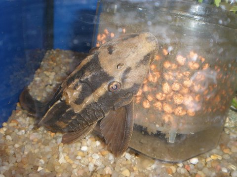 pleco2.JPG