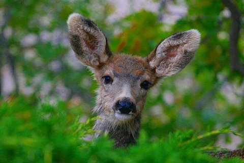 Mule Deer has never seen a Scotsman before..