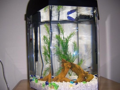 2nd 5 gal hex with blue female betta and neons downstairs