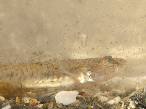 sand_goby.jpg