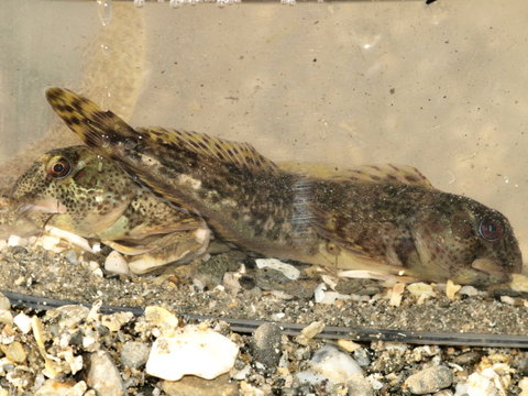 blenny1.jpg