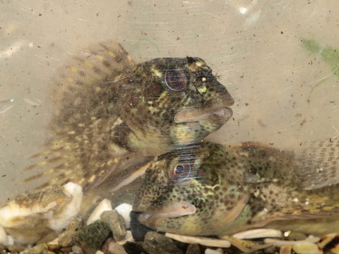 blenny2.jpg