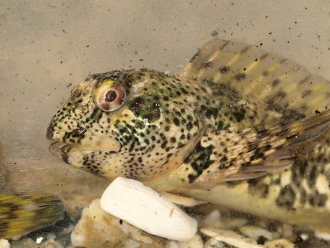 blenny3.jpg