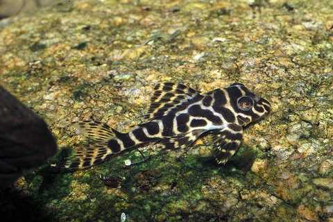 Hypancistrus species L066 11.jpg