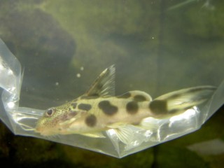 Synodontis.JPG