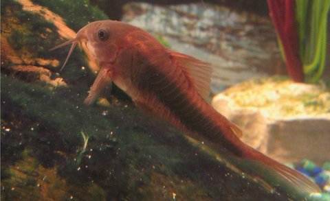 Corydoras aeneus