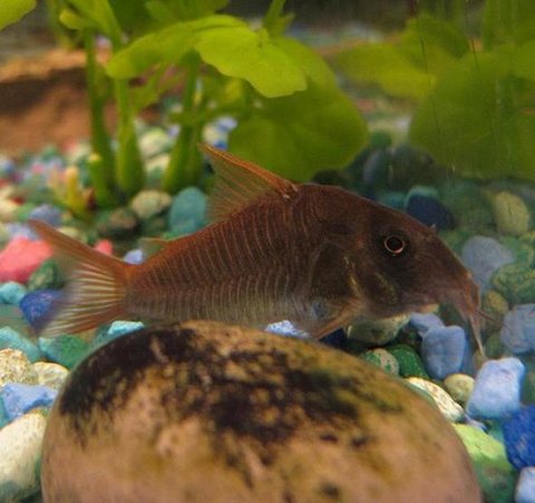 Corydoras concolor