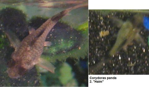 Corydoras panda 2