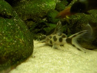 Synodontis ?????