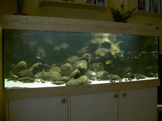 My tank