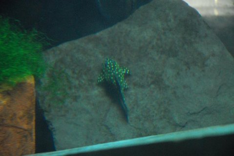 plecos 008re.jpg