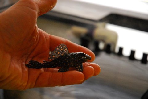 plecogood 011re.jpg