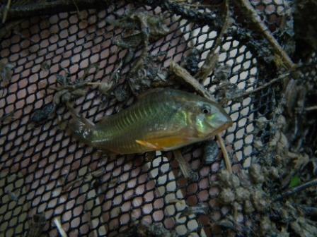 Corydoras sp.