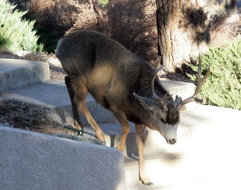 Mule Deer