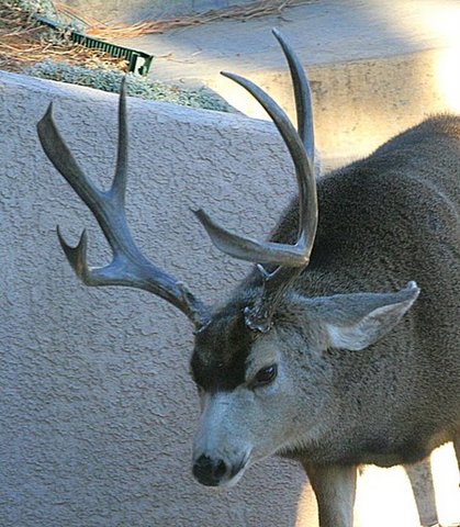 Mule Deer