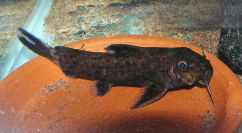 synodontis polli-black.jpg