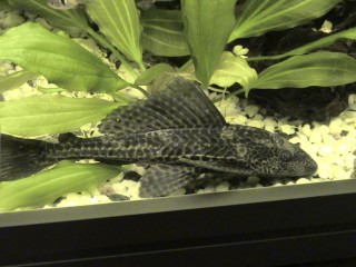 plecostomus? l-?