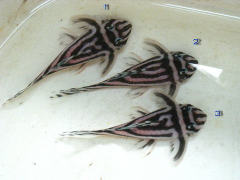 Fish 1 - 3