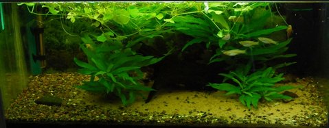 This tank contains CW016 and some Rineloricaria sp &quot;Argentina&quot;